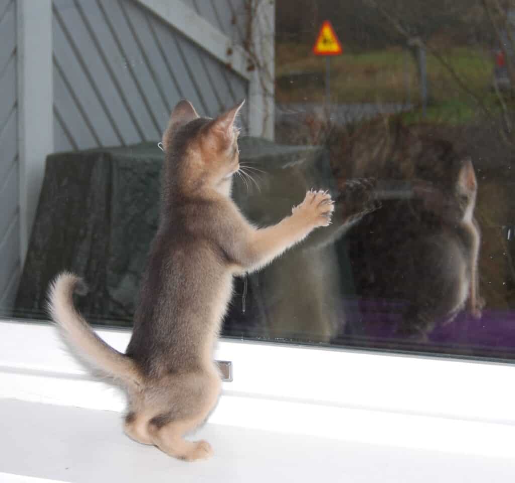 Kattunge står och tittar ut genom fönstret.