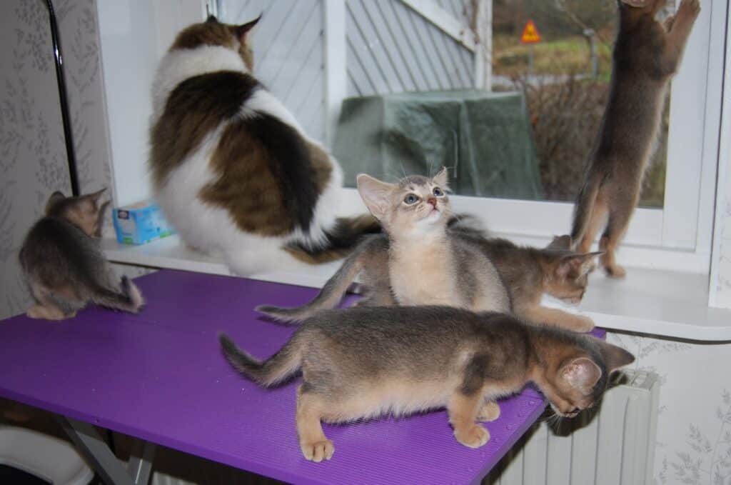 Alla fem kattungarna med fokus på olika saker. Även norska skogkatten Whiskey är med på bilden.