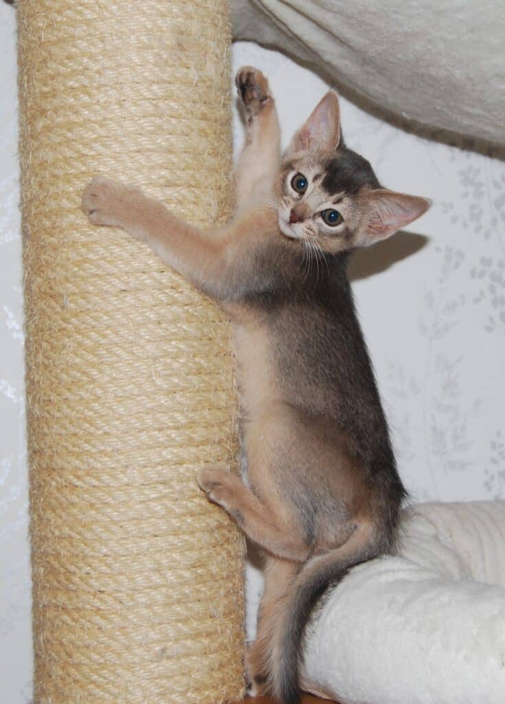 Kattunge klättrar på klöspelare.